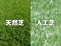 初心者でも分かる天然芝・人工芝のメリットとデメリット｜（2021年最新版）